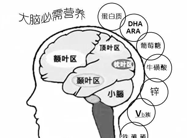 怎么样提高记忆力(怎么样提高记忆力吃什么药)图14