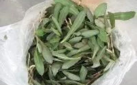 苣荬菜的功效和作用,曲菜的作用与功效