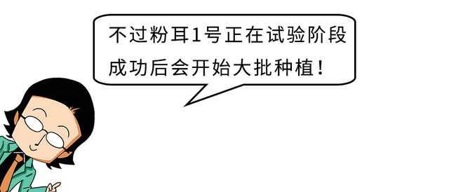 冷知识：见过黑木耳白木耳，没想到还有粉木耳！据说很适合烫火锅