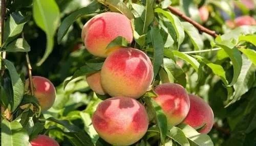 桃树常见病害有什么症状？如何防治？