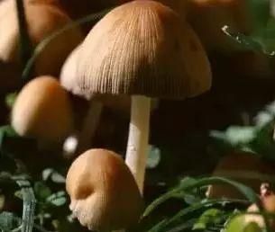 野生蘑菇会中毒吗图1