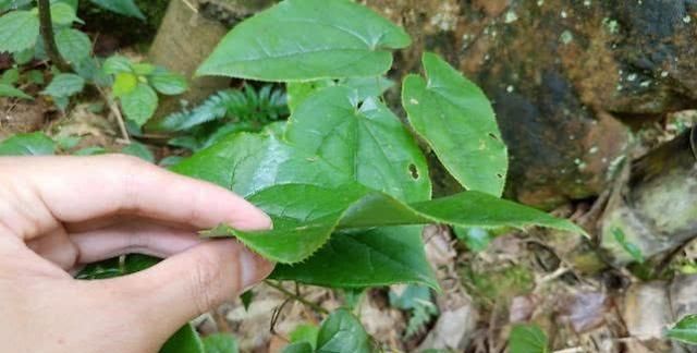 农村一种不常见的植物，叶片长得似人心，补肾益精气强筋骨