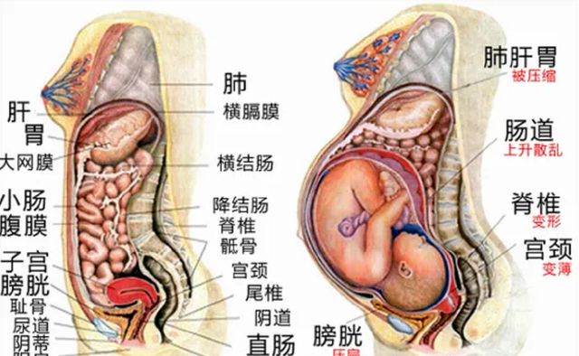 怀胎十月，妈妈的内脏会发生什么样的变化？一张高清对比图告诉你