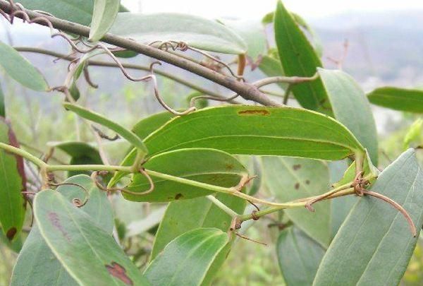 如何种植土茯苓,土茯苓人工种植方法图1