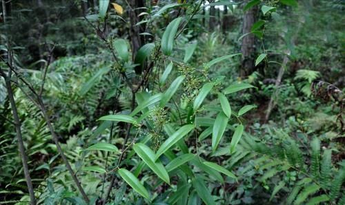 如何种植土茯苓,土茯苓人工种植方法图4