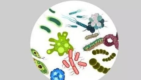大肠杆菌超标怎么办,大肠杆菌超标 危害图3