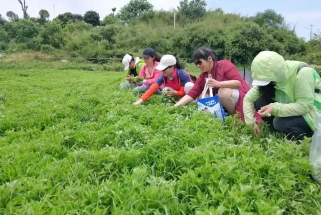 清明前后，建议女性朋友多吃艾草，6种营养做法，早吃早受益