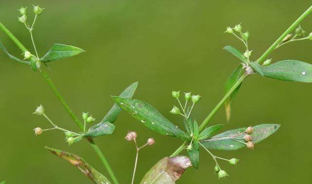 白花蛇舌草，近年常用于防癌抗癌，也是蛇药，疮痈药，利尿药