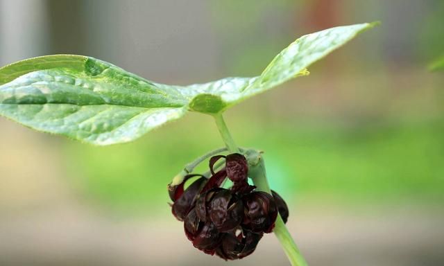 国家保护植物，神农四宝是哪四宝，有什么价值和作用，一起了解下