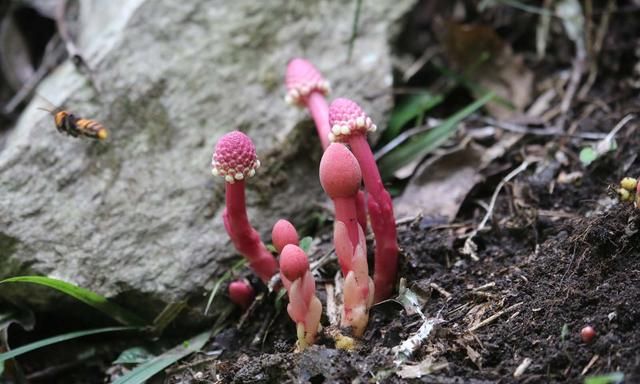 国家保护植物，神农四宝是哪四宝，有什么价值和作用，一起了解下
