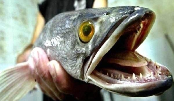 亚洲黑鱼在亚马逊河能泛滥吗,国外黑鱼泛滥图1