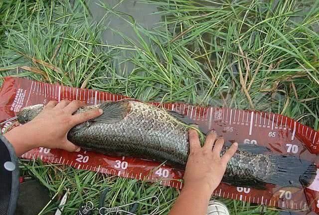 亚洲黑鱼在亚马逊河能泛滥吗,国外黑鱼泛滥图4