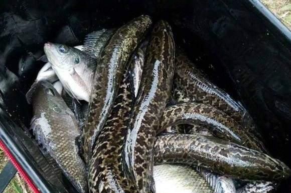 亚洲黑鱼在亚马逊河能泛滥吗,国外黑鱼泛滥图6