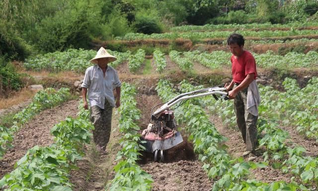 氯化钾、硫酸钾、硝酸钾：哪个含钾多？哪个见效快？哪个效果好？