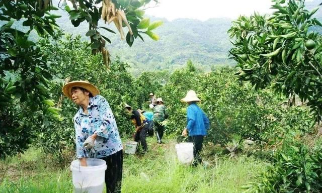 氯化钾、硫酸钾、硝酸钾：哪个含钾多？哪个见效快？哪个效果好？
