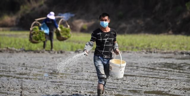 氯化钾、硫酸钾、硝酸钾：哪个含钾多？哪个见效快？哪个效果好？