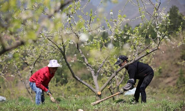 氯化钾、硫酸钾、硝酸钾：哪个含钾多？哪个见效快？哪个效果好？