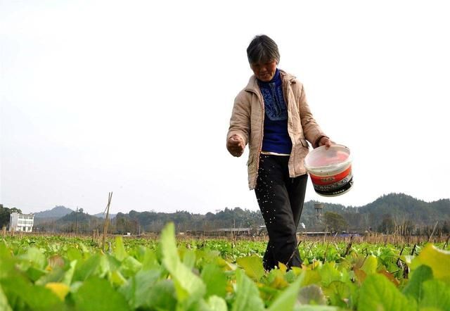 氯化钾、硫酸钾、硝酸钾：哪个含钾多？哪个见效快？哪个效果好？