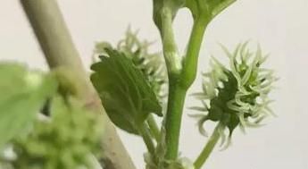 桑树都会结桑果吗图3