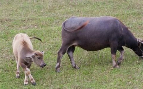 牛的尾巴可以起什么作用,牛的尾巴作用有哪些