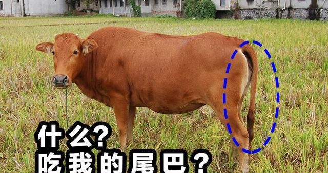 牛的尾巴可以起什么作用,牛的尾巴作用有哪些图2