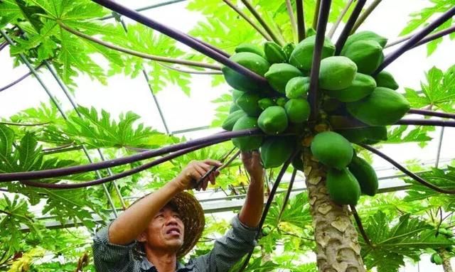 木瓜也危险 1斤赔4元 台湾农民叹两岸关系要改善