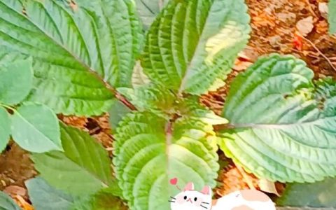 紫苏叶的10种吃法