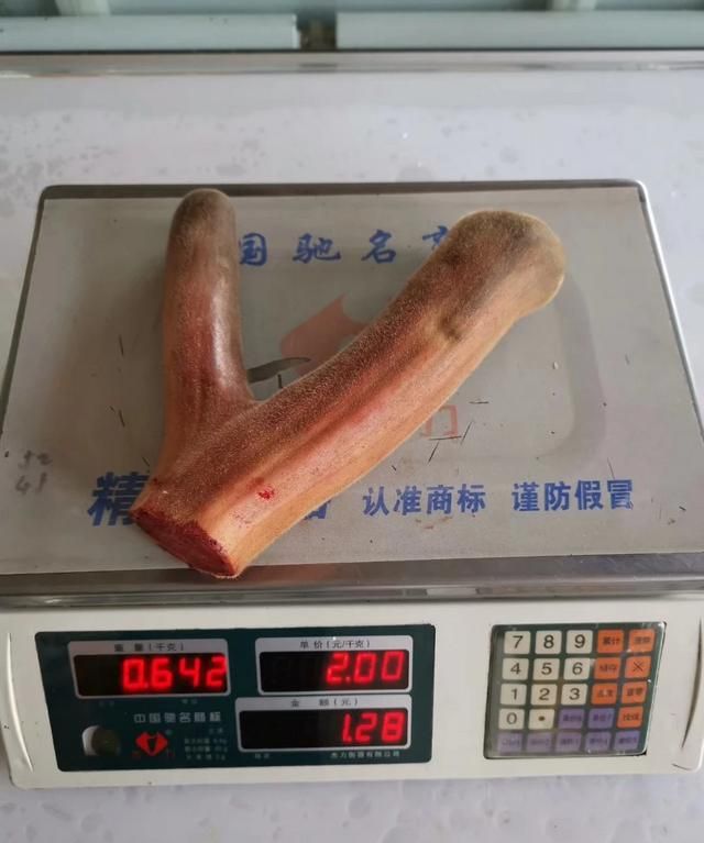 新鲜的鹿茸怎么吃(新鲜鹿茸怎么泡酒)图1