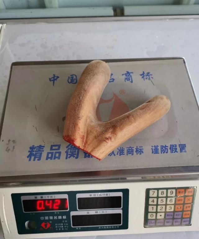 新鲜的鹿茸怎么吃(新鲜鹿茸怎么泡酒)图2