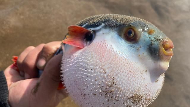 淡水里7种好吃还没刺的鱼类和做法