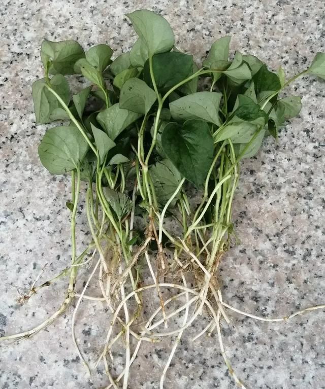 鱼腥草都有哪些吃法,鱼腥草有多少种吃法图4