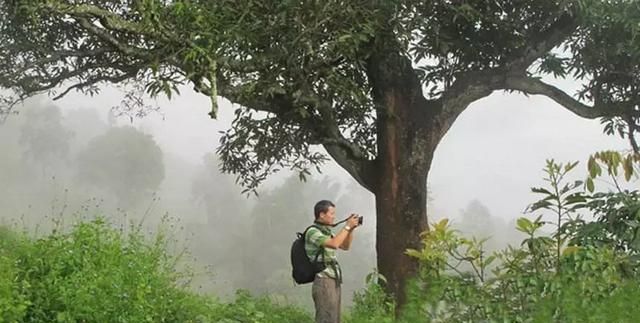 茶树有多少种,茶树有多少种类图2