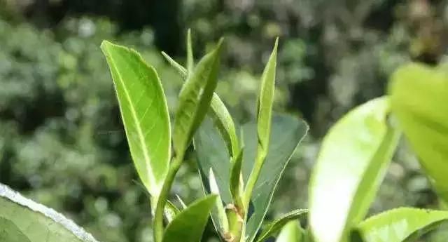 茶树有多少种,茶树有多少种类图3