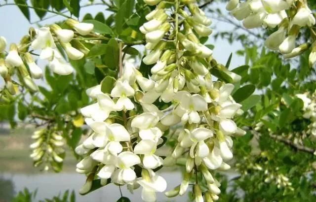 农村的洋槐花怎么做好吃(洋槐花正确做法)图1