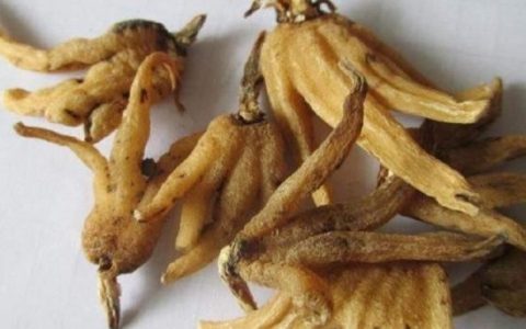 手掌参的药用功效,手掌参是什么植物的根