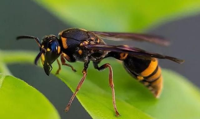 ​“一年生”的胡蜂，为啥要在临死前打造超大巢穴？原因令人感动