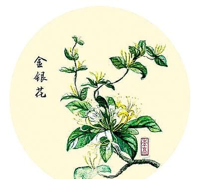 清热解毒良药——金银花