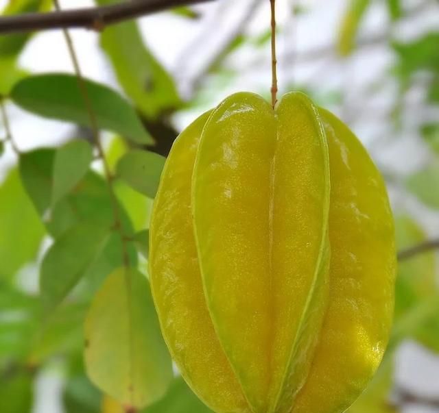 种植杨桃有什么讲究(杨桃种植技术有哪些)图1