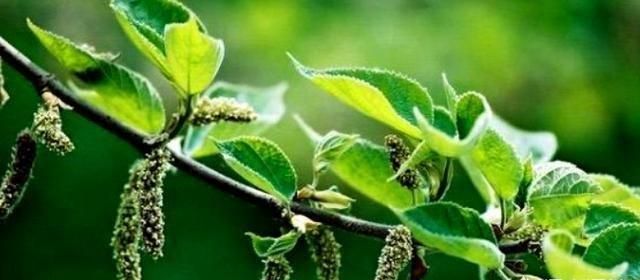 构树穗多吃可以吗,构树穗生吃可以吗图5