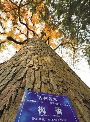 枫香树有什么功效和作用,枫香树寄生的功效与作用图9
