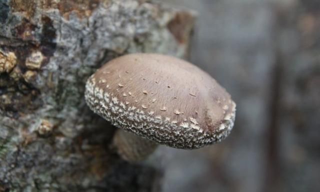 枫香树有什么功效和作用,枫香树寄生的功效与作用图14