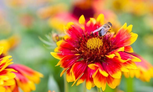 蜜蜂给植物授粉有什么作用？老蜂农：好处太多