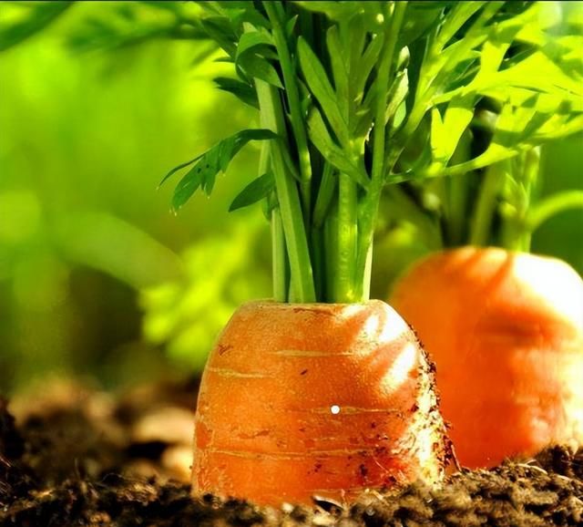 胡萝卜的营养和种植