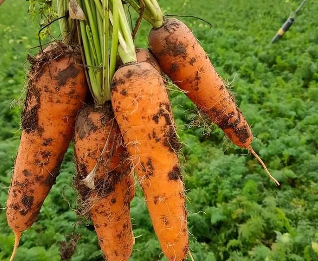 胡萝卜的营养和种植