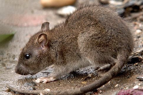 英国立法禁用粘鼠板，原因是杀死老鼠的过程，违背人道主义