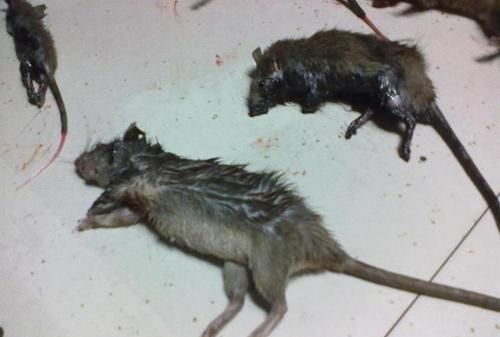 英国立法禁用粘鼠板，原因是杀死老鼠的过程，违背人道主义