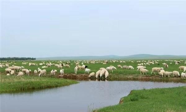 羊肉都有什么吃法(羊肉怎么炖简单好吃)图2