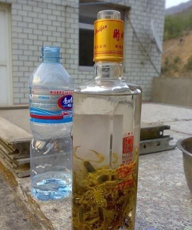 蝎子可以泡酒吗有哪些功效与作用图4