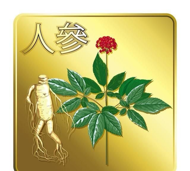 种植人参发展前景好么(人工种植的人参好不好)图1