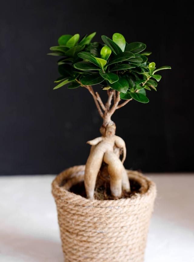 种植人参发展前景好么(人工种植的人参好不好)图2